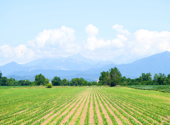 Agricultural Estate India