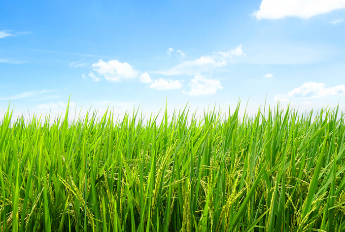 Crop Insurance Services-Agricultural Estate India