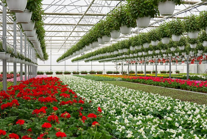 Floriculture Services-Agricultural Estate India