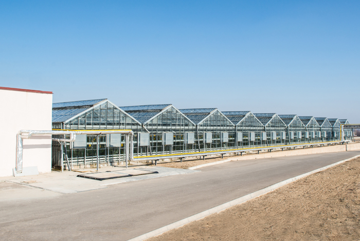 Greenhouse Construction Services-Agricultural Estate India