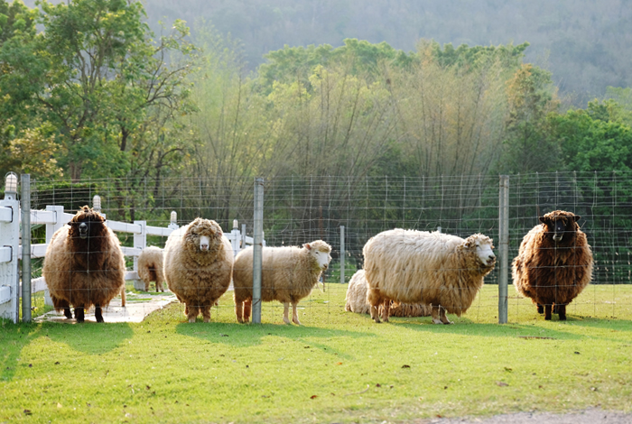 Livestock Farming Services-Agricultural Estate India